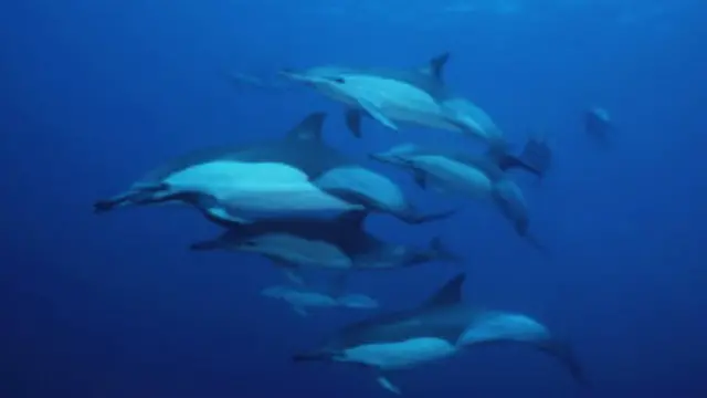 Delfines
