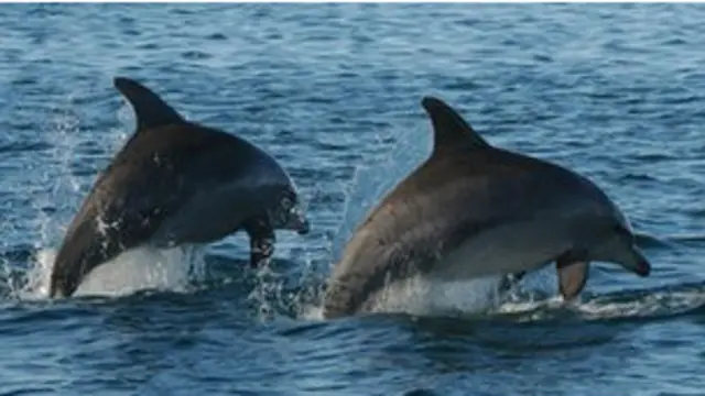 Delfines