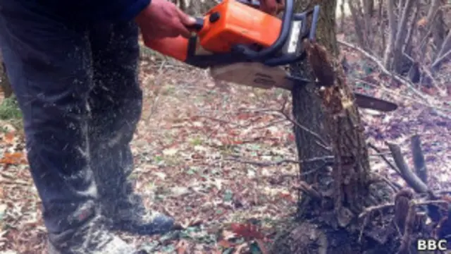 Нелегальный лесоруб