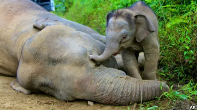 Слоненок у трупа матери