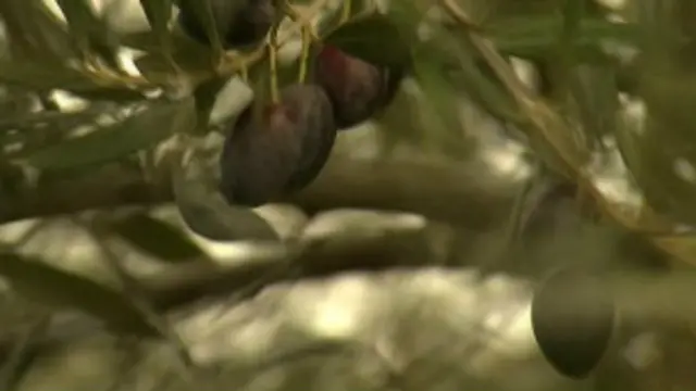 په ننګرهار کې د کانال ریاست چارواکي د زیتونو د فابریکې د بیارغونې پر وړاندې د ځمکو غصب ستره ننګونه بولي او وايي چې لا هم د دې پروژې شاوخوا ۴۵۰۰ جریبه ځمکه غصب شوې ده.