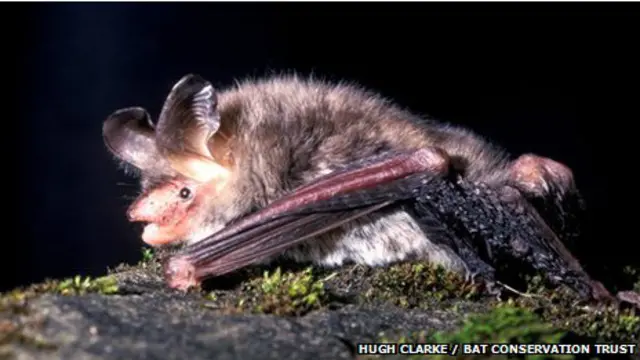 受高铁项目威胁的稀有蝙蝠。