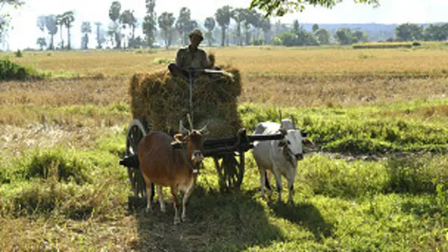 စပါးဝယ်ယူရေး အဖွဲ့ဖွဲ့ပြီး တောင်သူတွေဆီက စပါးဝယ်မယ်