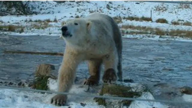 oso polar