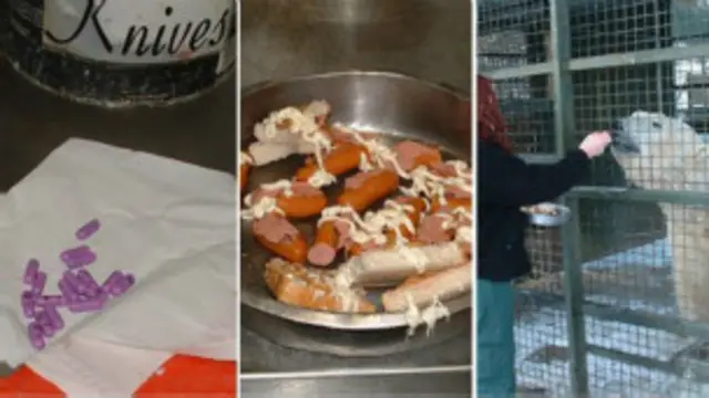 Alimento y pastillas para osos polares