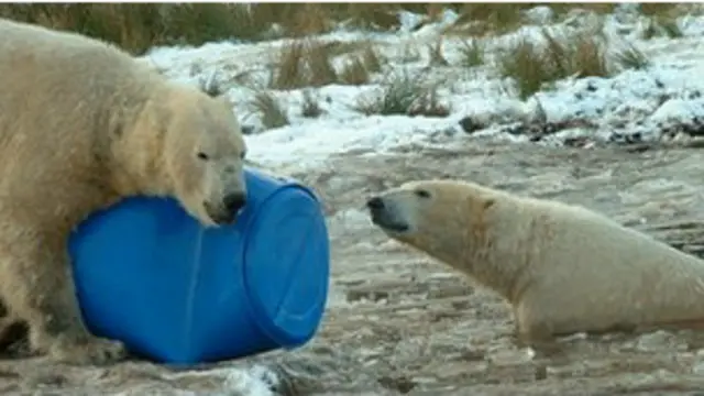 Osos polares con barriles