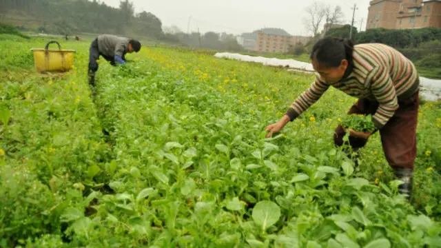 中國去房地產庫存的主力軍真在農民嗎？農民進城後，真的可以成為「新市民嗎」？