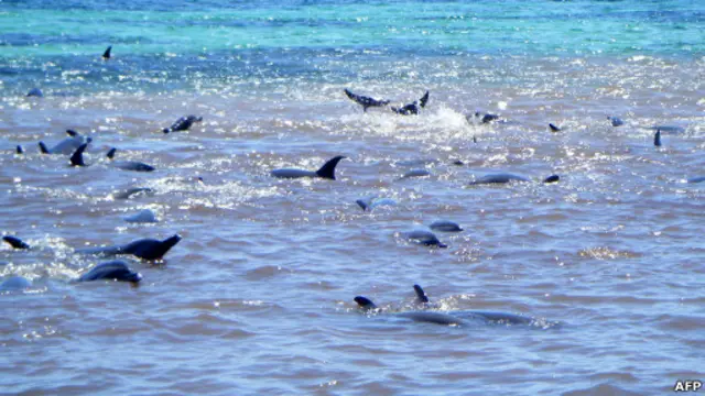 Dolfin terdampar di Australia
