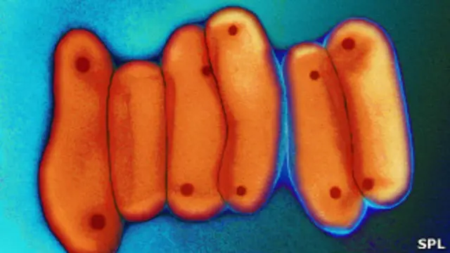 Бактерия туберкулеза