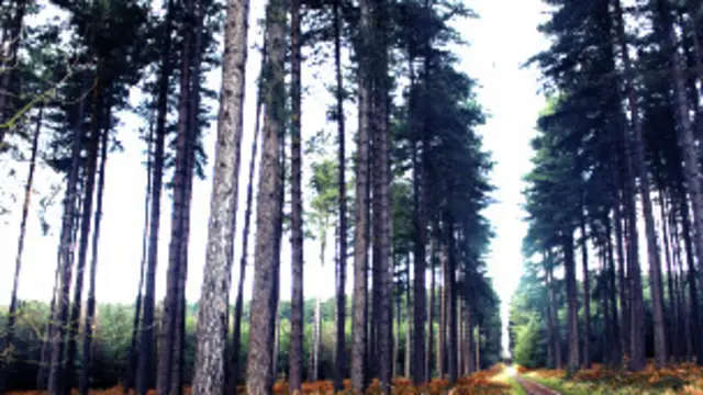 Ёқиб юборилган жасадлар Нижнебаканской қишлоғидан 3 километр узоқликдаги ташландиқ жойдан топилган.