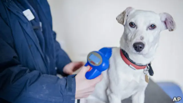 Микрочипированный пес