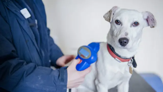 Anjing terier jenis Jack Russel yang mirip dengan Gadget yang sempat hilang lima bulan.