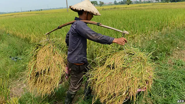 Việt Nam đặt mục tiêu xuất khẩu 8 triệu tấn gạo trong năm 2013