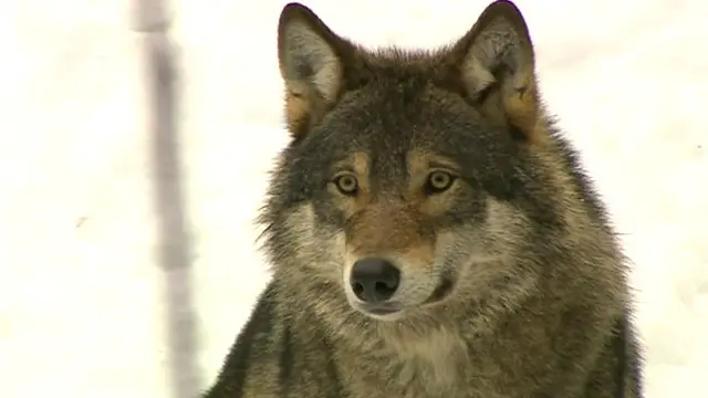 برز في العقود الأخيرة موقف متسامح نسبيا تجاه الحيوانات الضخمة من آكلات اللحوم