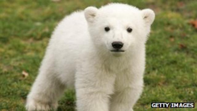 oso de confesión en blanco