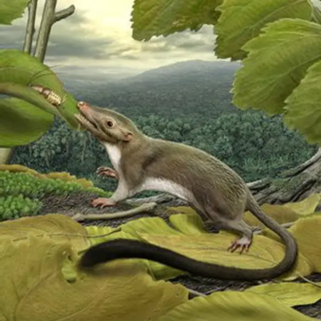 Criatura que dio origen a los mamíferos placentarios