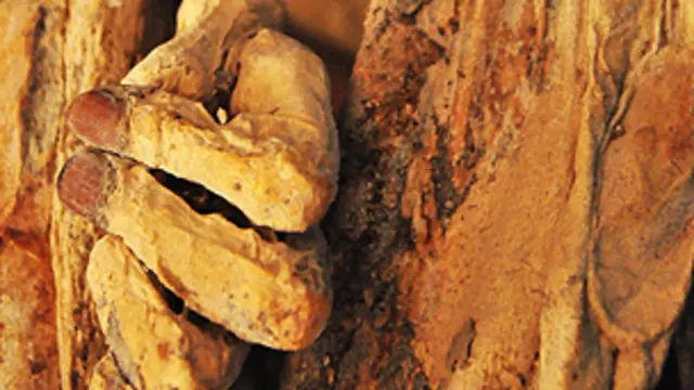 Momia en Quillagua. Foto cortesía: Paola Úrzua