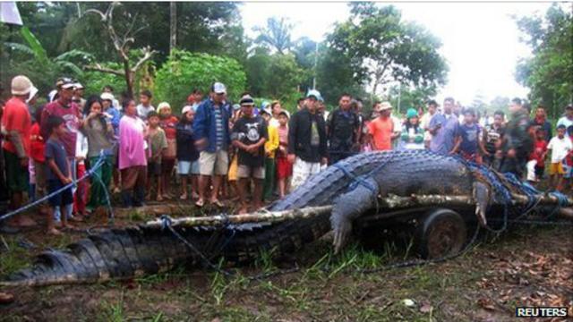 Самый большой морской крокодил умер на Филиппинах - BBC News Русская служба