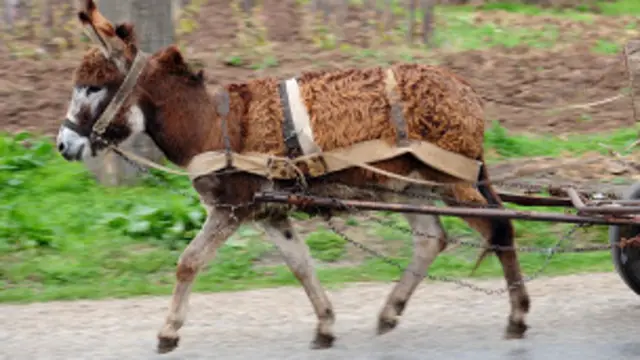 Wakazi wa Naivasha wamekuwa wakipata tabu kutokana na wizi wa Punda wao