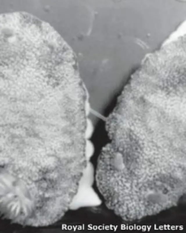 Chromodoris reticulata