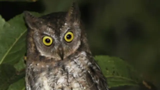 Burung hantu Rinjani