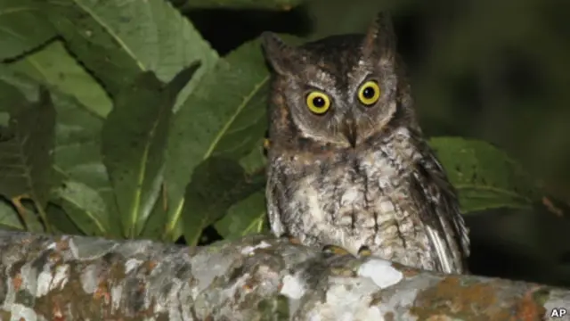 burung hantu rinjani