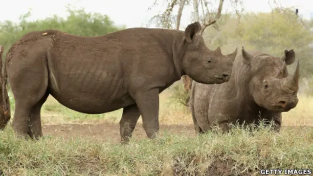 坦桑尼亚某保护区内的犀牛(19/6/2012)