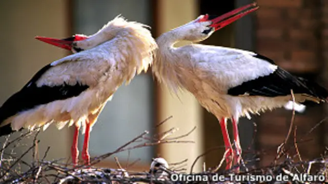 Pareja de cigüeñas