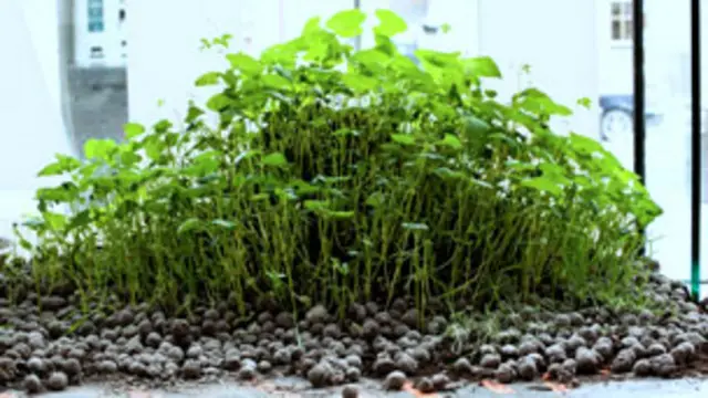 Bombas de semillas germinadas