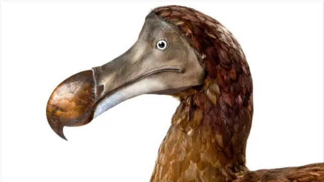 dodo