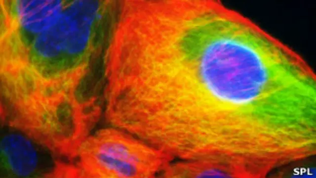 د ساینسپوهانو د بیا بیا ډاډ ورکولو سره سره د ریښه یي حجرو د تکنالوژي د منتقدینو اندېښنې نه دي راکمې شوي.