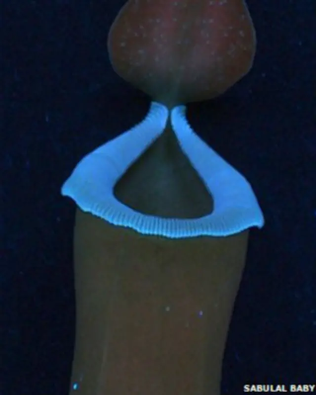 इन पौधों से निकलने वाली नीली रोशन के मायाजाल में फंस जाते हैं जीव जंतु.