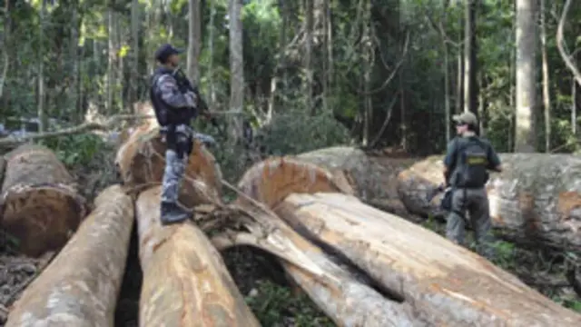 قطع درختان آمازون