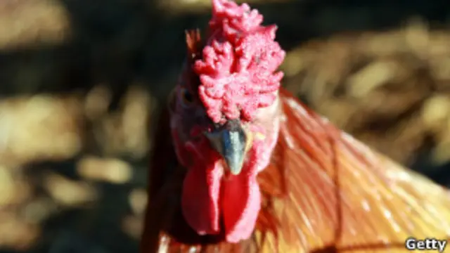 Gallo