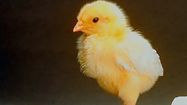 झटपट चटपटे जवाब डेने वाला ‘लिटिल यलो चिक’ एक चूज़े का रुप लिए है. 