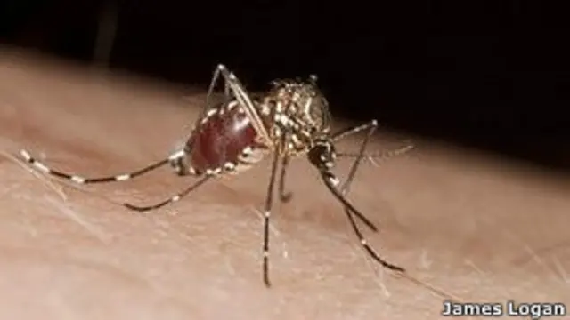 मच्छरों को भगाने वाले निरोधक कम कारगर होते जा रहे हैं