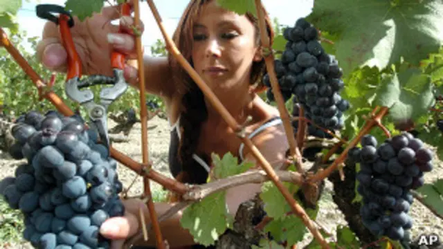 Una mujer recogiendo uvas