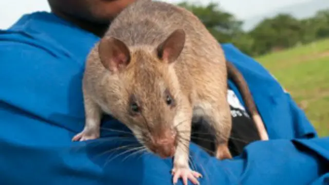 बारूदी सुरंग, बहादुर चूहे