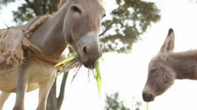Burro comiendo
