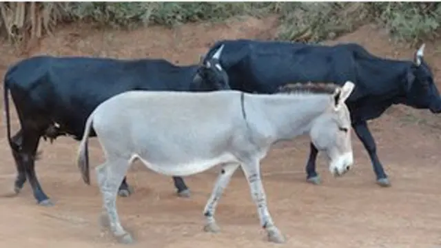 गधे का मांस 