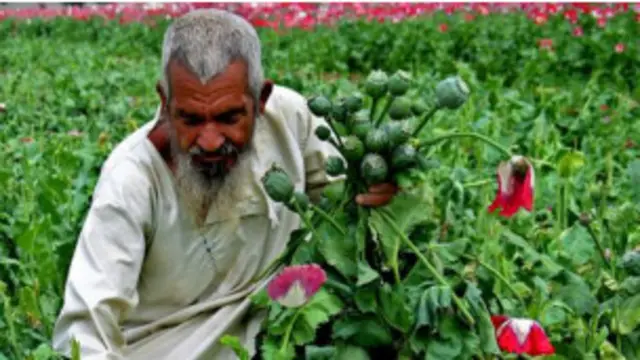 افغانستان دنیا میں ہیروئن کی کل پیداوار کا نوے فیصد پیدا کرتا ہے