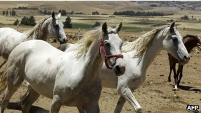 تشتهر الخيول العربية في شتى ارجاء العالم.