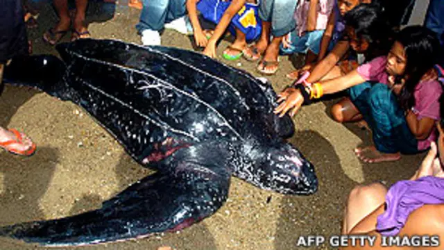 Tortuga laúd rodeada de niños antes de ser liberada al mar