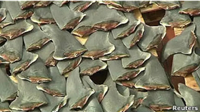 Акульи плавники