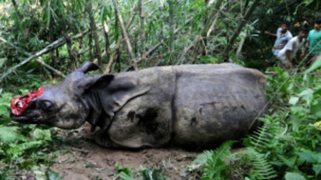 Tê giác bị giết hại ở India