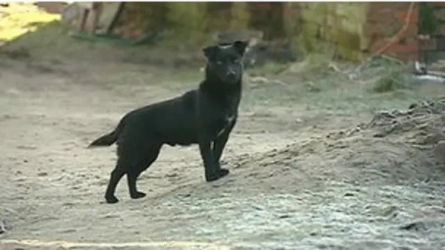 वफ़ादार कुत्ता