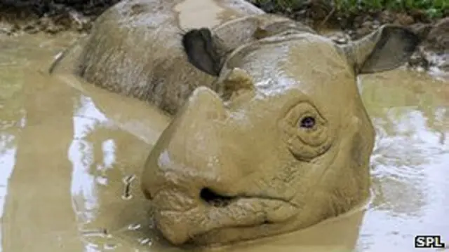 Rinoceronte de Sumatra