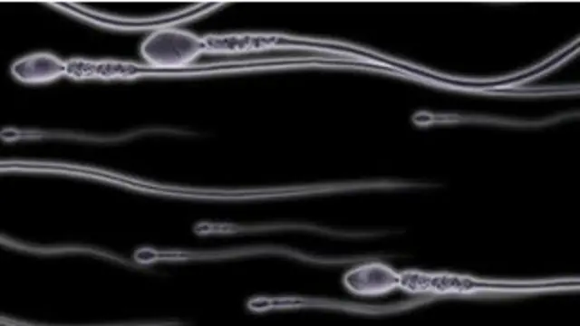 शुक्राणु