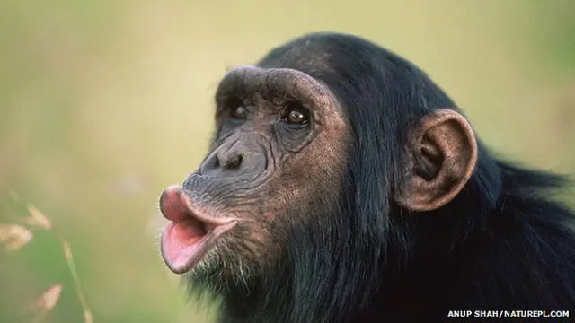 Chimpancé