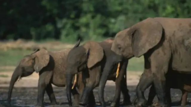 El número de elefantes del bosque se ha visto reducido drásticamente en los últimos diez años.